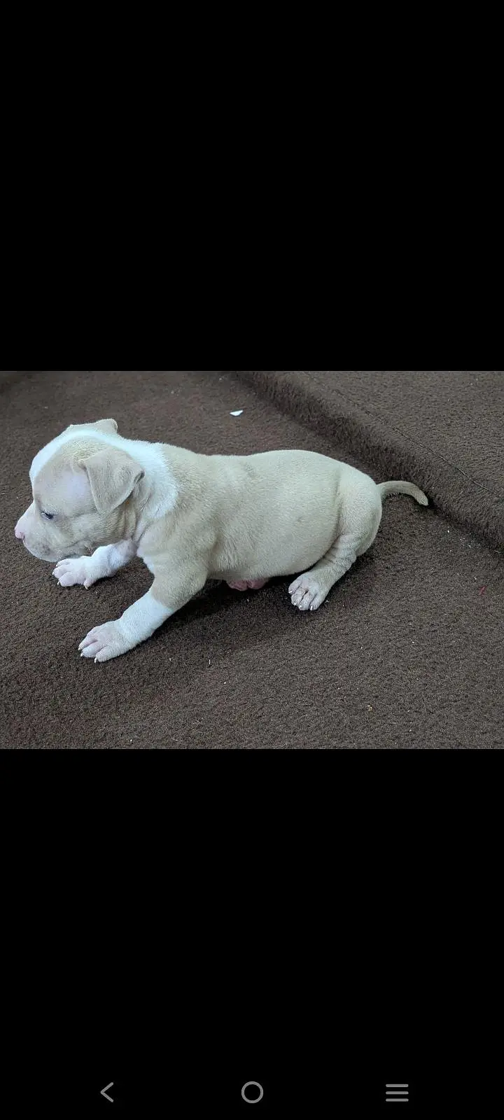 pitbull puppies for sale 0320/4318/242 — photo 8