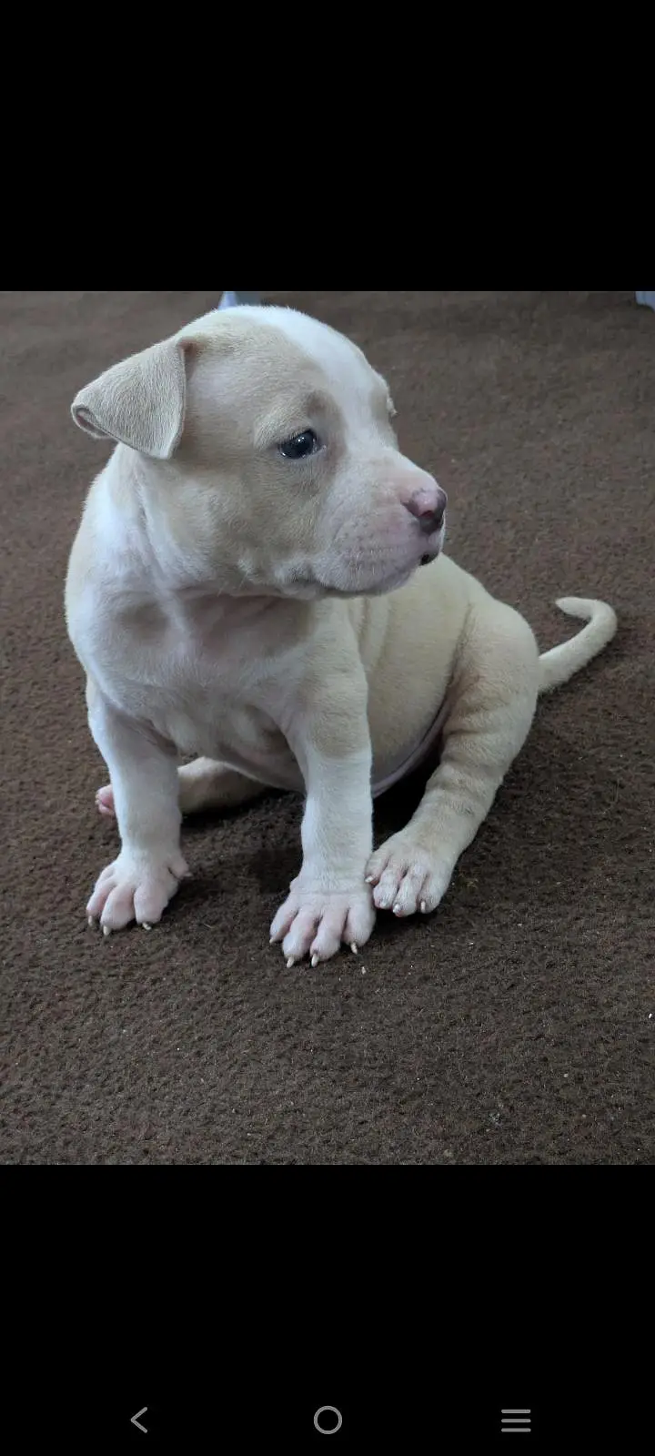 pitbull puppies for sale 0320/4318/242 — photo 9