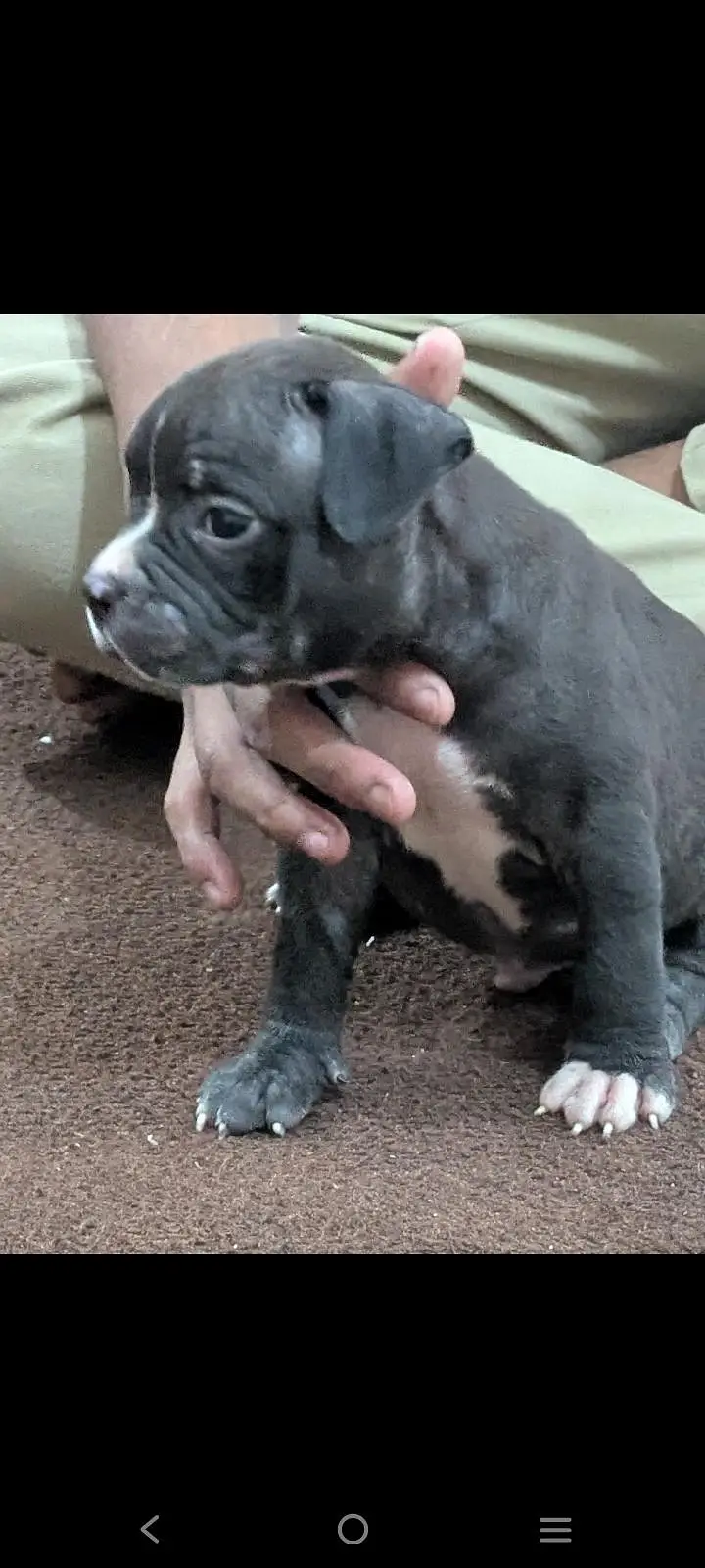 pitbull puppies for sale 0320/4318/242 — photo 10