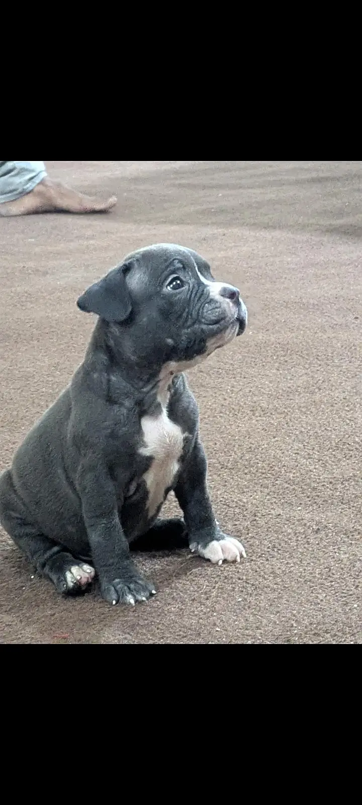 pitbull puppies for sale 0320/4318/242 — photo 11