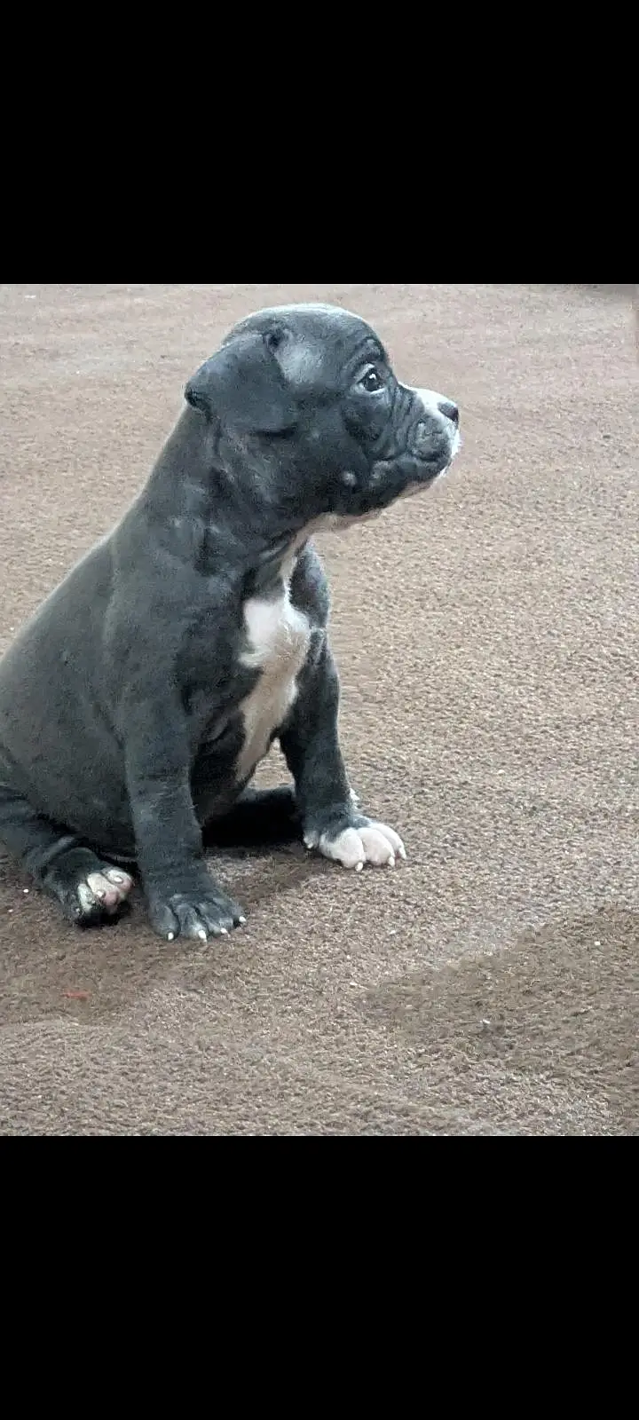 pitbull puppies for sale 0320/4318/242 — photo 12