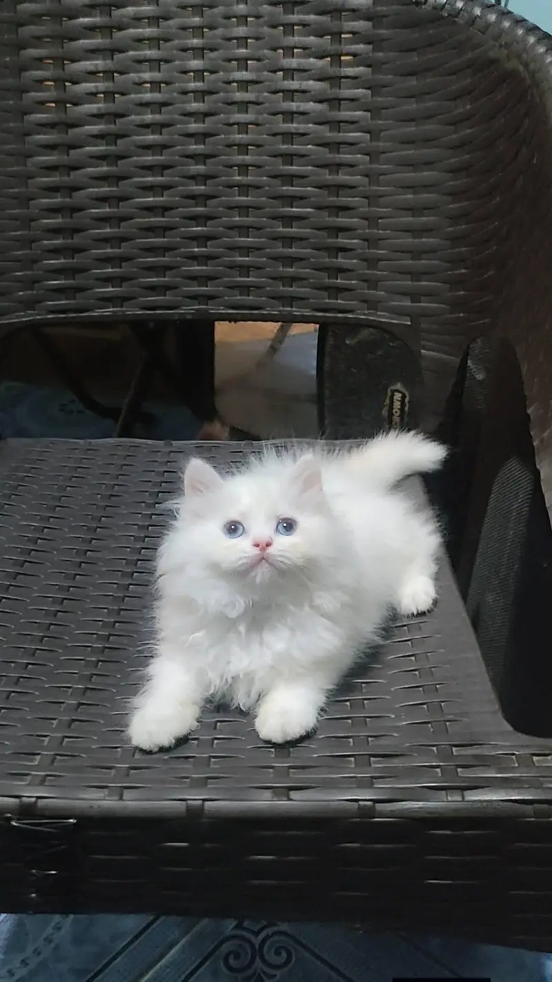 Persian cat for sale 2 month age vaccination ok