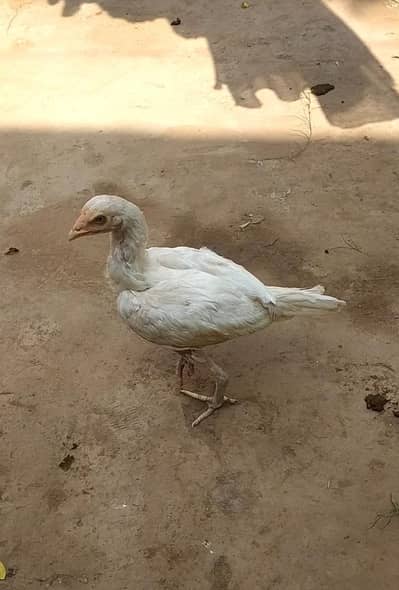 Aseel Heera Female