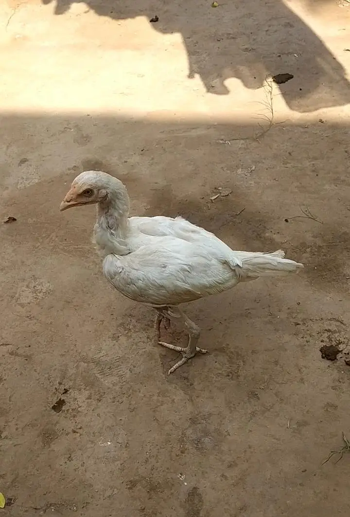 Aseel Heera Female