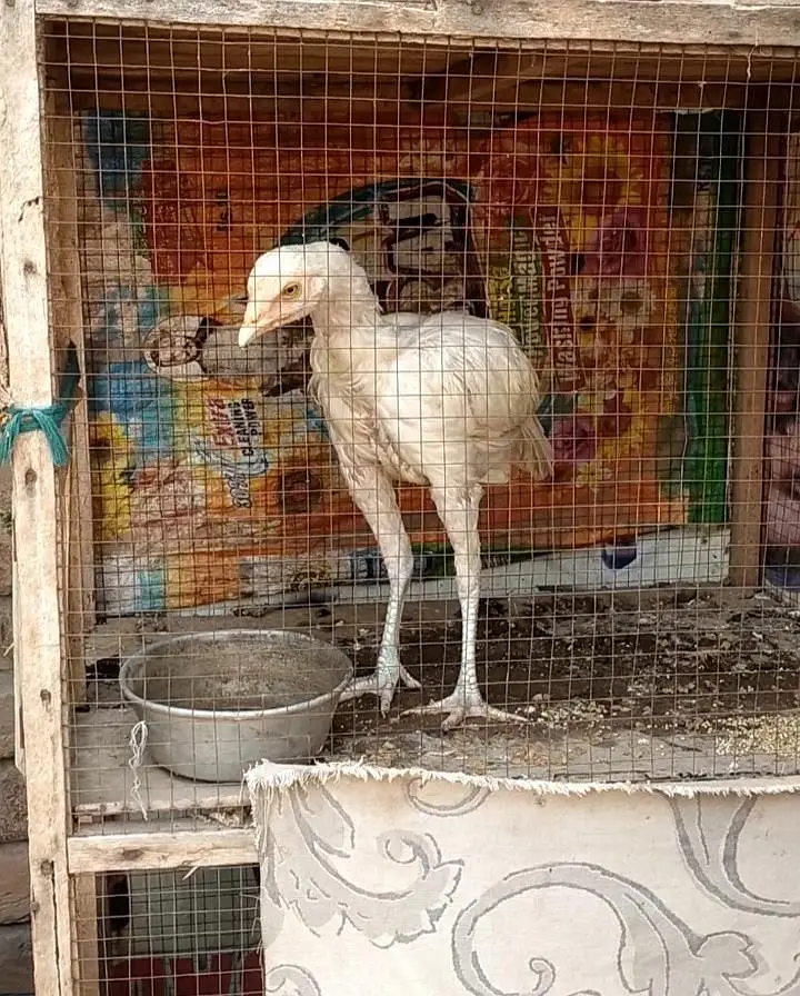 Aseel Heera Female — photo 3