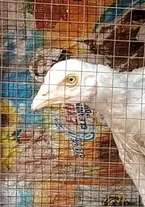 Aseel Heera Female — photo 4
