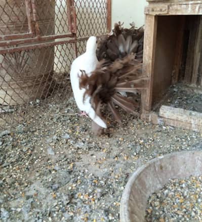 mix breeder pigeons for sell