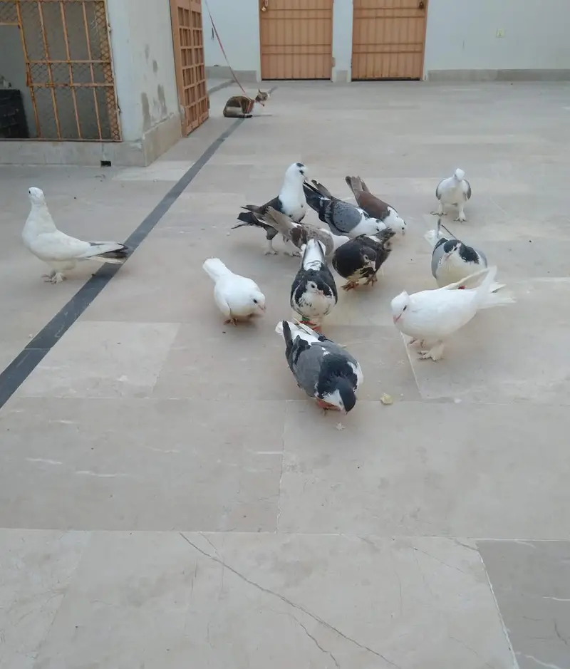mix breeder pigeons for sell — photo 2