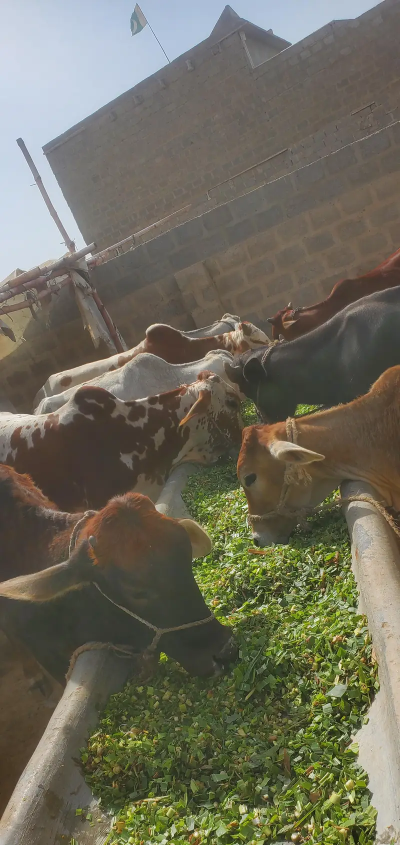 Cow Palai Service — photo 2
