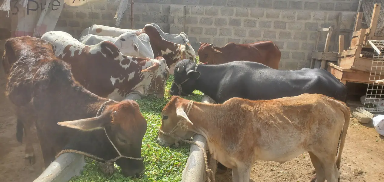 Cow Palai Service — photo 3