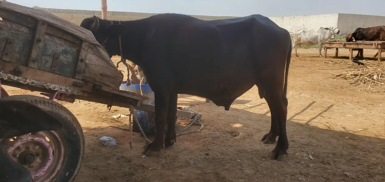 Cow Palai Service — photo 5