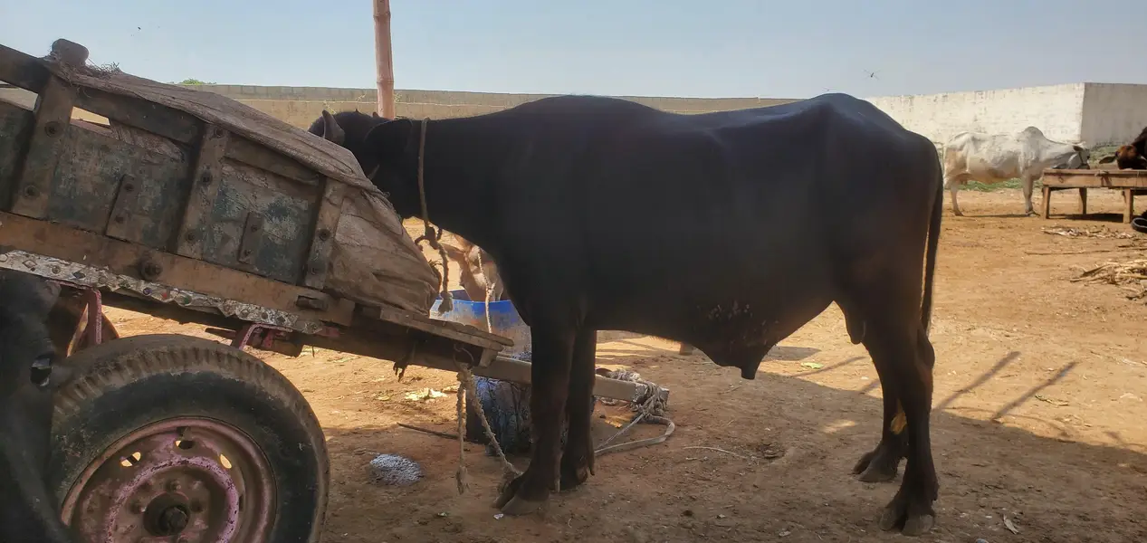 Cow Palai Service — photo 6