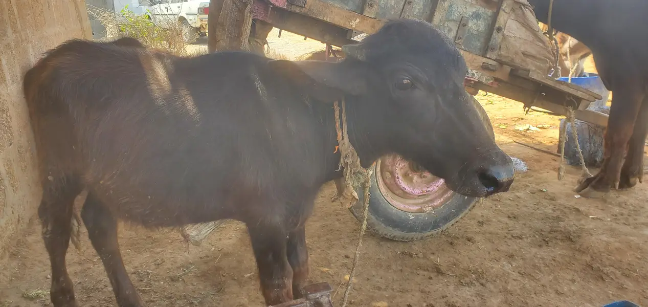 Cow Palai Service — photo 7
