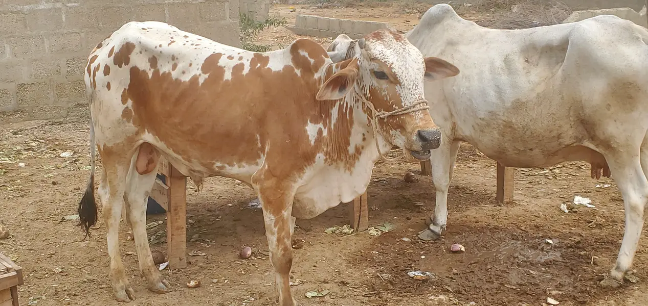 Cow Palai Service — photo 8