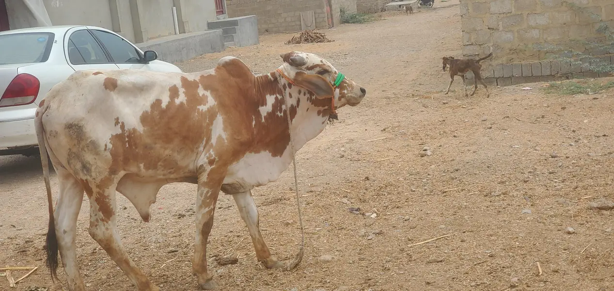 Cow Palai Service — photo 9