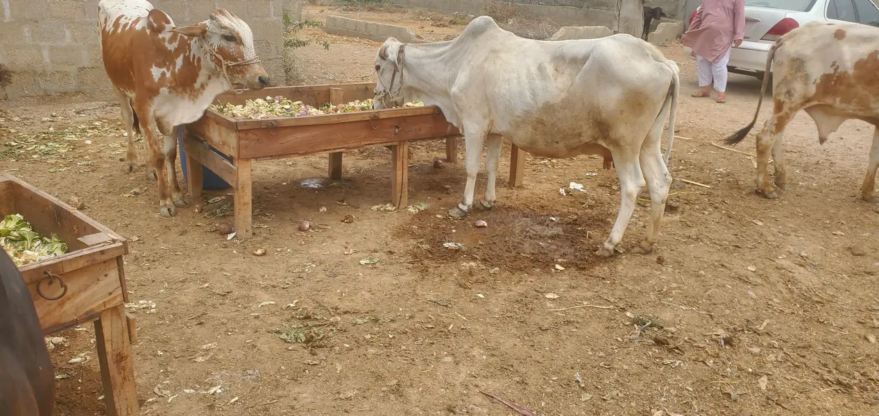 Cow Palai Service — photo 10