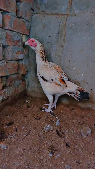 Aseel Mushka Aseel Heera  Male/female/chicks available