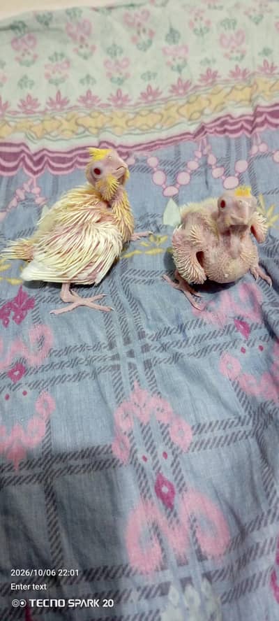 coktil chicks cream Red eyes
