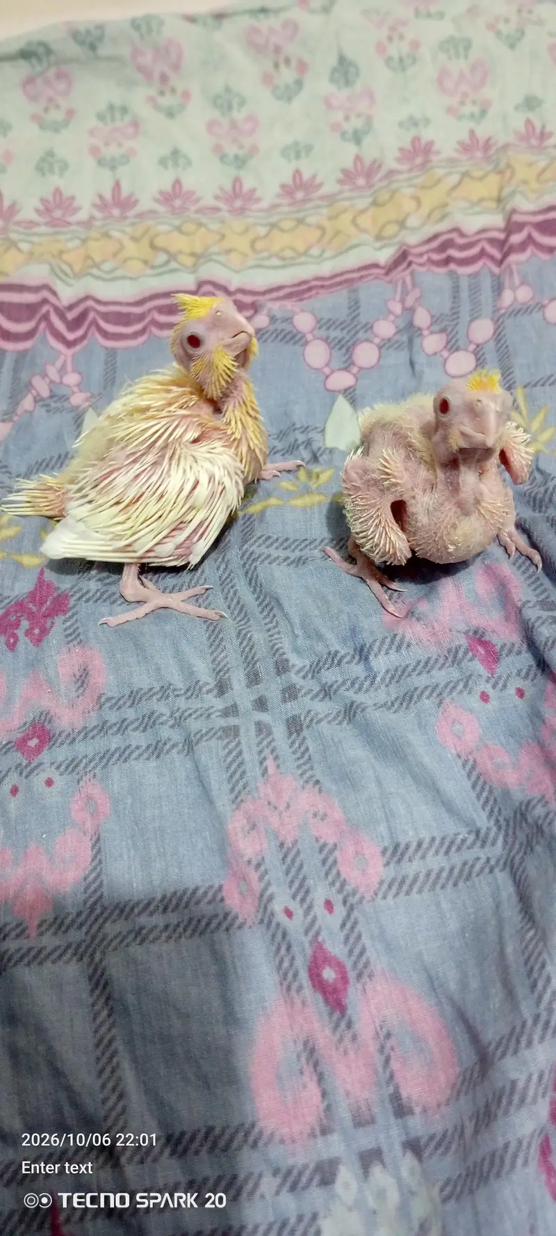 coktil chicks cream Red eyes