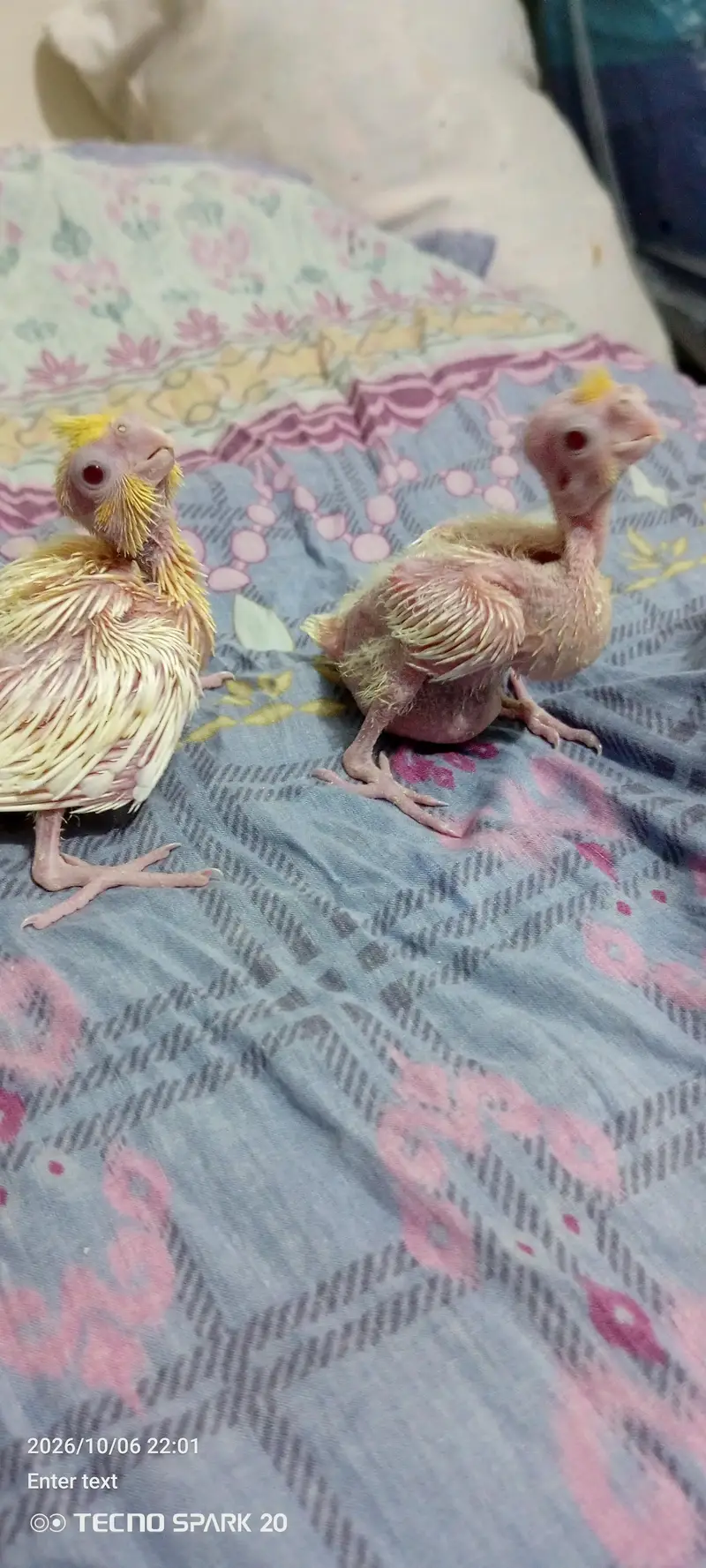 coktil chicks cream Red eyes — photo 2