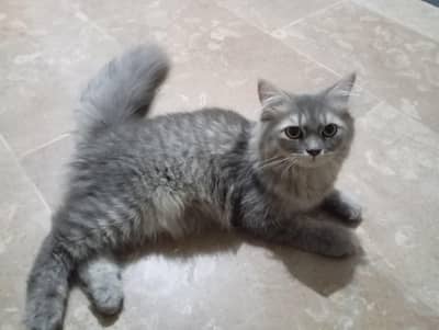 Pure Persian cat grey color