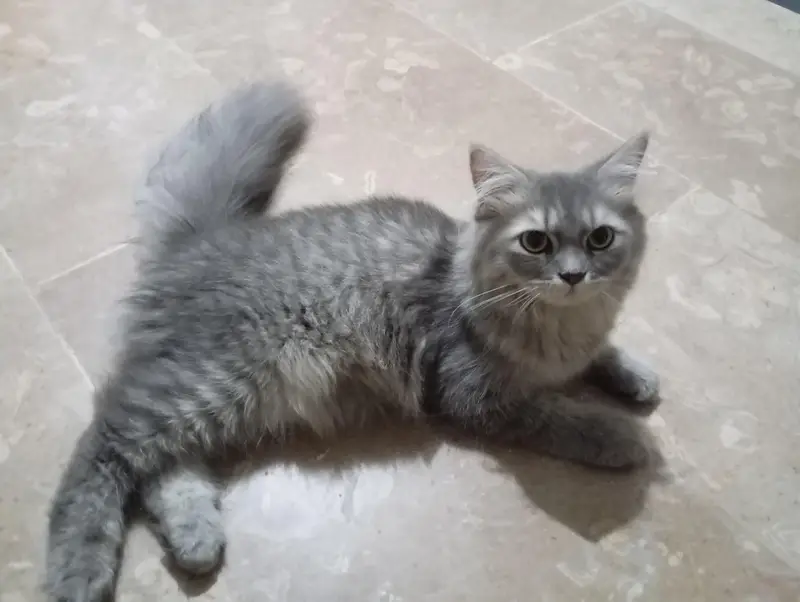 Pure Persian cat grey color