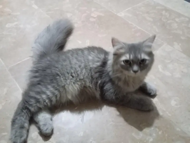 Pure Persian cat grey color — photo 2