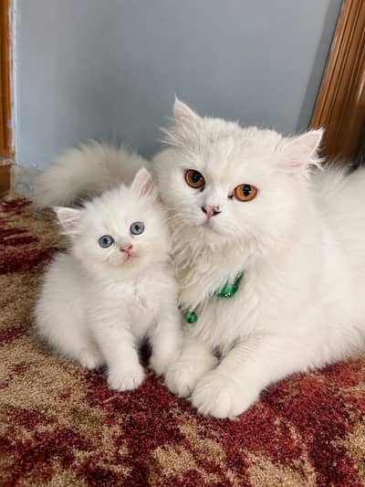 Triple-Coated Persian Kitten & Mother | Vaccinated, Tamed & Friendly