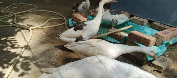 2 Male 3 female