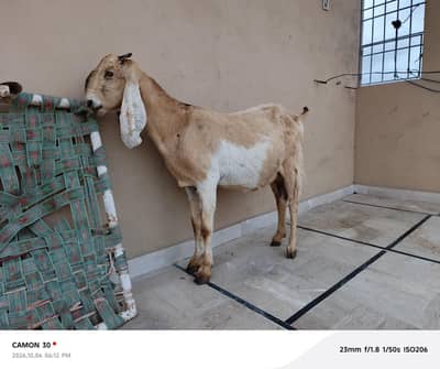 Gabban Bakri Tayar