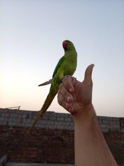 parrot for sale  hand tame