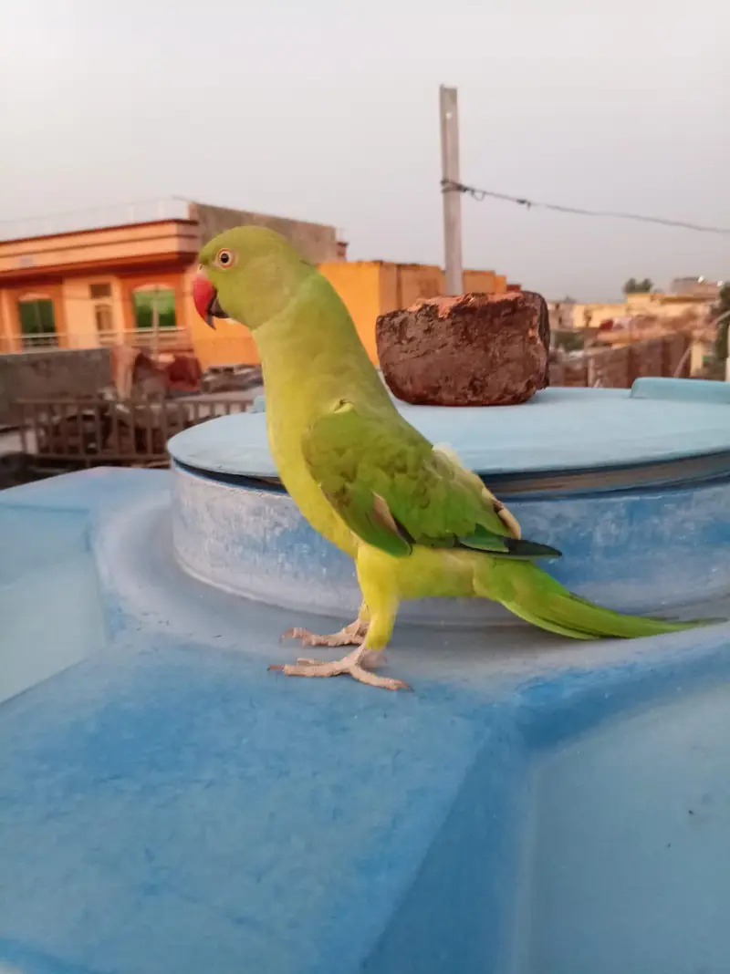 parrot for sale  hand tame — photo 2