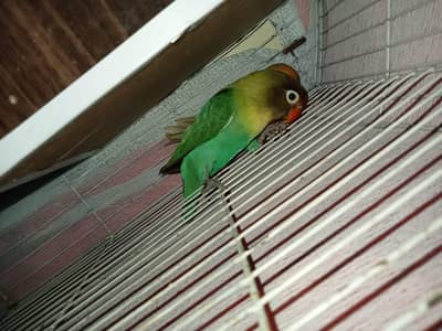 Lovebird Pair with Chicks and Cage