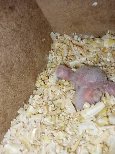 *Love Bird Chicks For Sale - Parblue Pale Fallow Line*