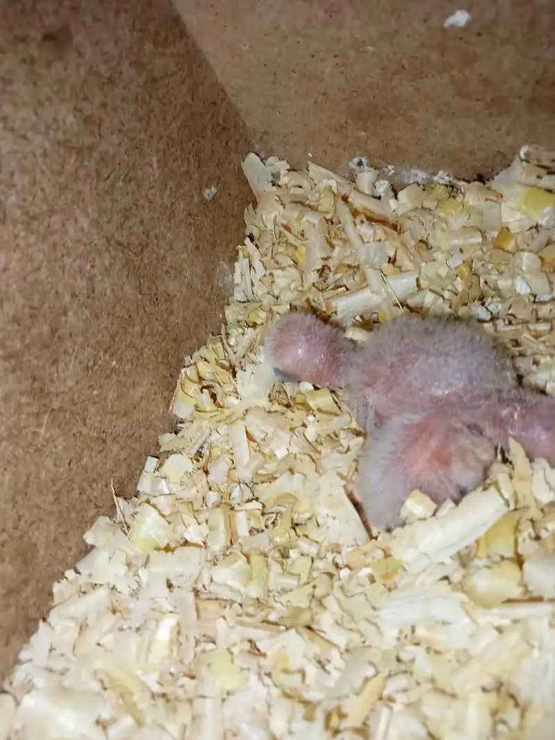 Lovebird Pair with Chicks and Cage — photo 2