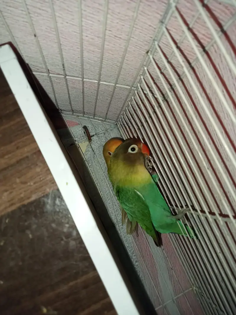Lovebird Pair with Chicks and Cage — photo 5