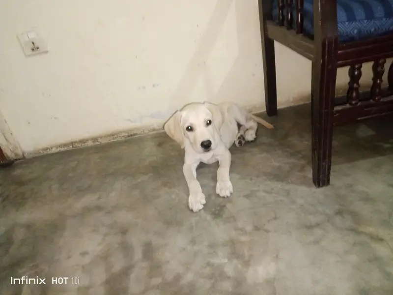 Labrador male for sale