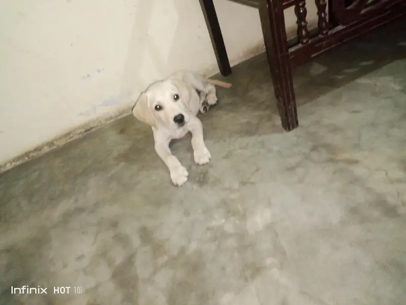 Labrador male for sale — photo 2