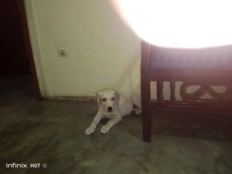 Labrador male for sale — photo 3
