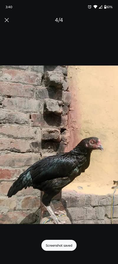 Ghr ki pathi ha nook thori si toti hui ha