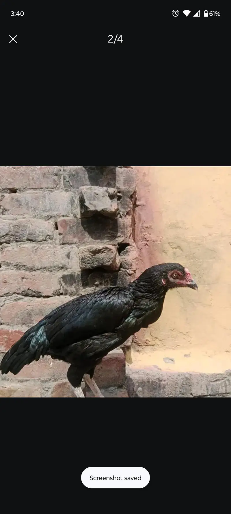 Ghr ki pathi ha nook thori si toti hui ha — photo 3