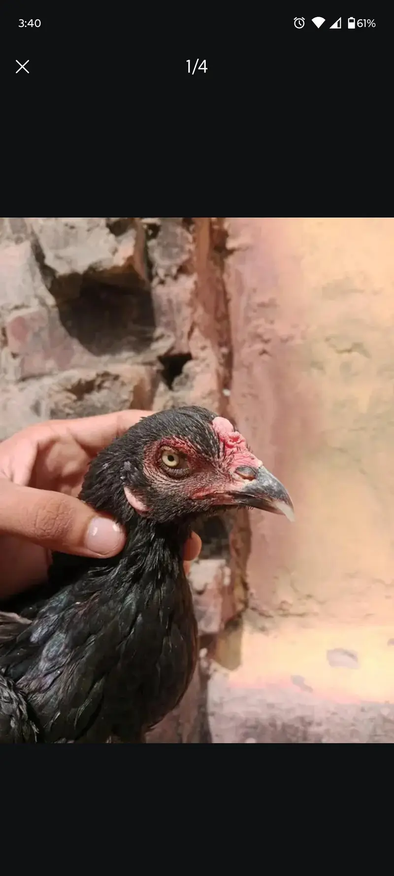 Ghr ki pathi ha nook thori si toti hui ha — photo 4