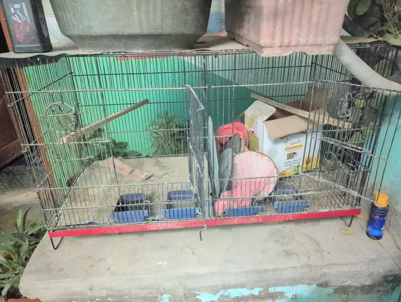 Birds Cages In 10/10 Condition — photo 3
