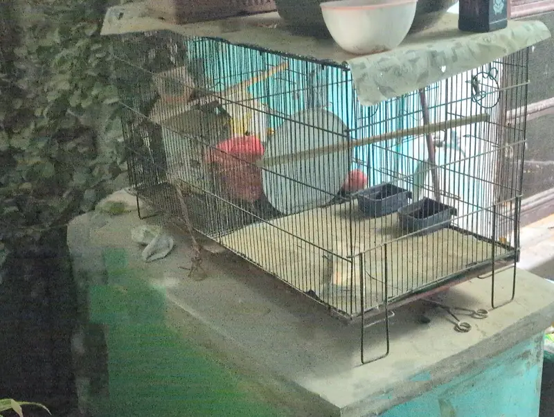 Birds Cages In 10/10 Condition — photo 4