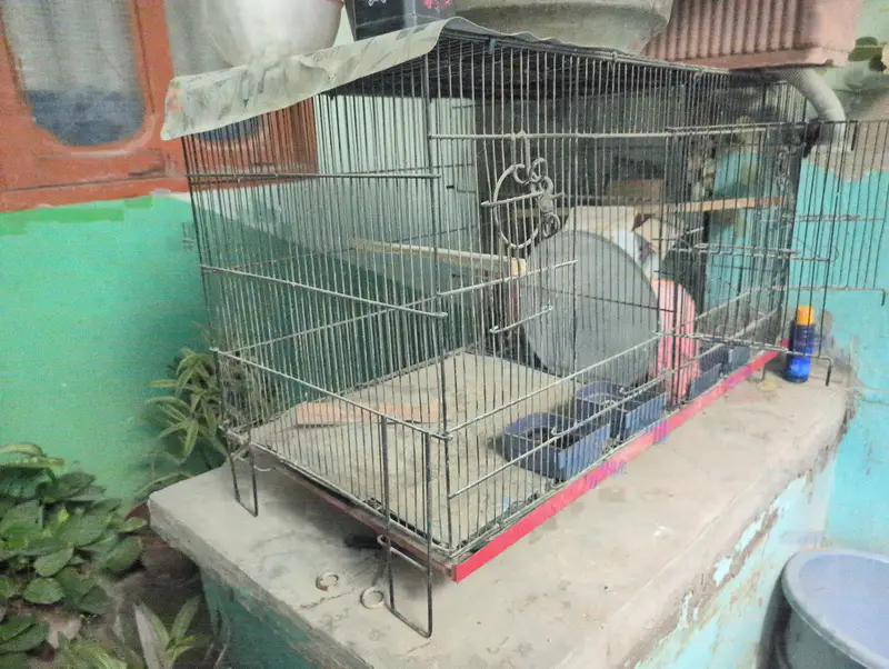 Birds Cages In 10/10 Condition — photo 5