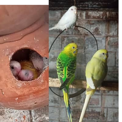 Australion Perot's for sale. with 5 cheks. watsapp no. . . 0347 1521806