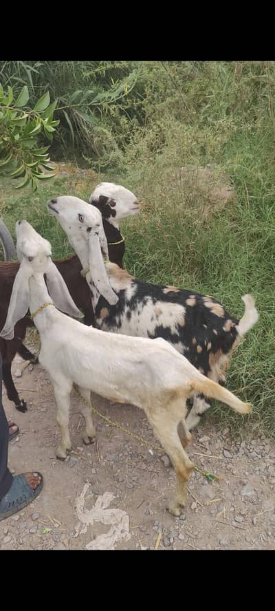 3 Female for sale