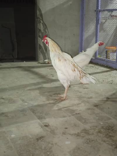 Heera breder pair and Heera chicks