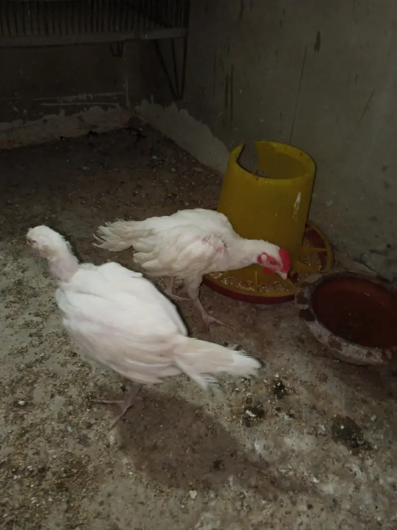 Heera breder pair and Heera chicks — photo 3