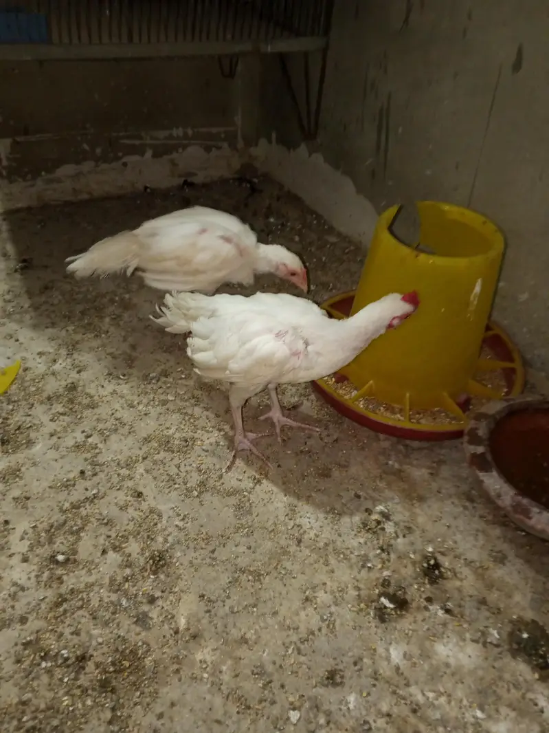 Heera breder pair and Heera chicks — photo 4